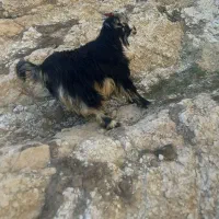 دوتا بیگ نره سر حال خوش خوراک