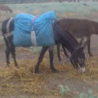 ۱عدد.الاغ با کره ۶ماهه..واقعاگوسفندی.