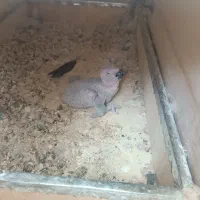 جوجه کاسکو طوطی|پرنده|نقده, |دیوار