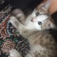 بچه گربه|گربه|شهرکرد, |دیوار