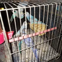 مرغ عشق فروشی زیر قیمت مغازه|پرنده|قم, دانش|دیوار