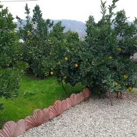 زمین ویلایی به متراژ ۲۵۰در آستارا