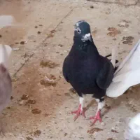 کبوترفروشی|پرنده|رباط‌کریم, پرندک|دیوار