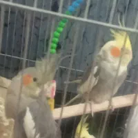 عروس هلندی