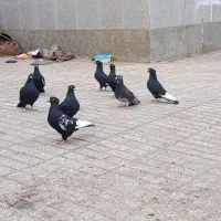 کفتر سینه سیاه کبوتر|پرنده|رشتخوار, |دیوار