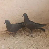 یه جفت جوجه کبوتر دمگیر غلاق