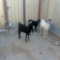 سلام دوستان 5راس بزغاله ویک راس بز داشتی و توقلی