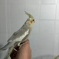 جوجه عروس هلندی ۲ ماهه