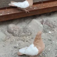 یک جفت سینه زرد.|پرنده|ایلخچی, |دیوار