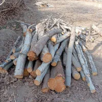چوب خریداریم صنوبر چناروغیره