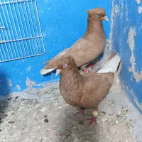 جفت نرو ماده