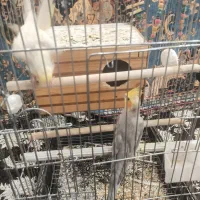 عروس هلندی|پرنده|چهارباغ, |دیوار