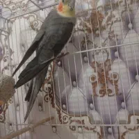 یک جفت عروس هلندی نرو ماده بالغ