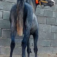 کره اسب سه سال نیم نریان نوه کامران