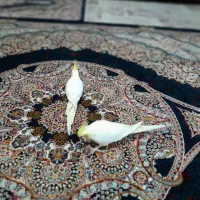 عروس هلندی|پرنده|تهران, باغ فیض|دیوار