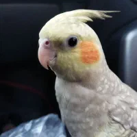 عروس هلندی گمشده