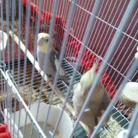 عروس هلندی