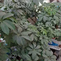 گل شفلرا|گل و گیاه طبیعی|تهران, هاشم‌آباد|دیوار