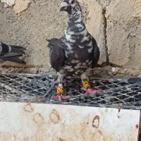 تعداد‌کبوتر‌جفتی|پرنده|برازجان, |دیوار