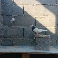 طوق سیاه|پرنده|جم, |دیوار