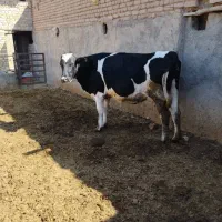 گاو هشت ماه ابستن|حیوانات مزرعه|شال, |دیوار