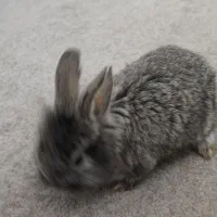 خرگوش لوپ بامزه (اهلی)|موش و خرگوش|تبریز, |دیوار