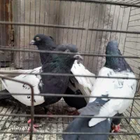 کفتر|پرنده|چترود, |دیوار