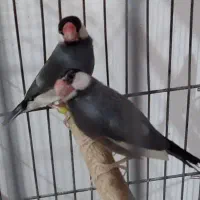 یک جفت فنج نرگسی فوق مولد معاوضه و فروش|پرنده|خرم‌آباد, |دیوار