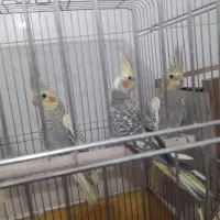 عروس هلندی 6عدد گل باقالی جوان دانه ای 500