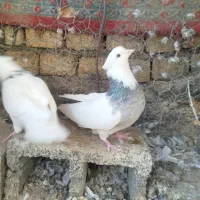 کبوتر طوقی|پرنده|باغ بهادران, |دیوار