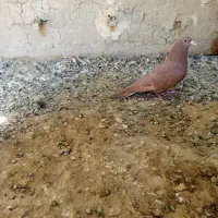 کفتر سرخ کرمانی