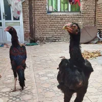 جوجه لاری|حیوانات مزرعه|اردبیل, |دیوار