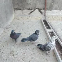 کبوتر ۳ تا نر|پرنده|قم, نخودی|دیوار