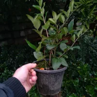 تولید انواع گل و گیاه