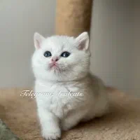 واگذاری بچه گربه بریتیش