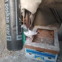 سپه|پرنده|اردبیل, |دیوار