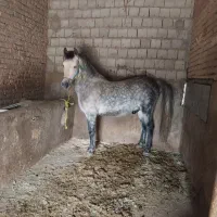 نریان|اسب و تجهیزات اسب‌سواری|کشاورز, |دیوار