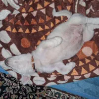واگذاری|سگ|قزوین, |دیوار