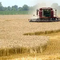 اجاره زمین دیم