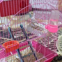 مرغ عشق مولد|پرنده|سقز, |دیوار