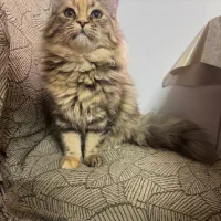 گربه پرشین ماده ۶ ماهه