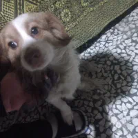 مجانی|سگ|لنگرود, |دیوار