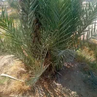 فروش دمیت|گل و گیاه طبیعی|سعدآباد, |دیوار