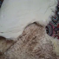 پوست بره (دباغی شده)|صنایع دستی و سایر لوازم تزئینی|کوهپایه, |دیوار