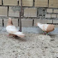 نرماده عروسک|پرنده|اندیمشک, |دیوار