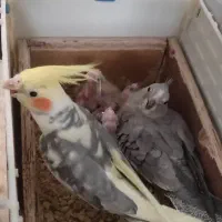 عروس هلندی مولد