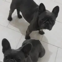سگ بولوداگ روسی  نر و ماده