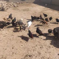 مرغ وخروس|پرنده|سبزوار, کهنه آب|دیوار