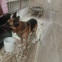 سگ خیلی باهوش