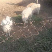 ۱۲ عدد کهره فروشی|حیوانات مزرعه|ارزوئیه, |دیوار